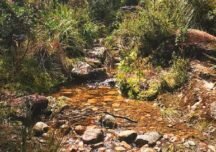 Comunidades exigen Audiencia Pública Ambiental antes de construcción del Sendero de las Mariposas