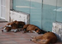 Los animales en situación de calle también merecen nuestro cuidado