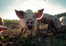 #PorComerAnimales una iniciativa que desmiente el origen del Covid-19