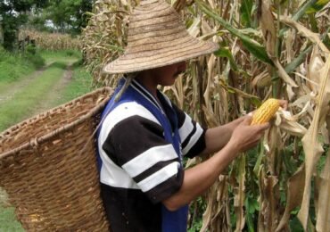 "En Colombia estamos importando hasta la papa"