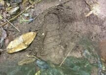 Ascamcat denuncia posible ejecución extrajudicial de Salvador Durán en Teorama