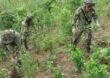 Militares dispararon contra la población civil por erradicación forzada