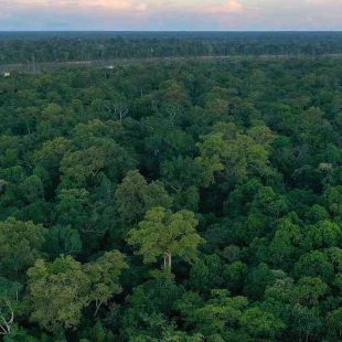 Colombia perdió 40.650 hectáreas de bosque en solo 46 días