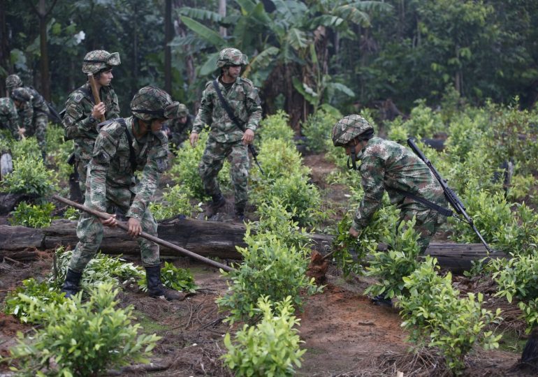 Fuerza pública emitió órdenes de operación de erradicación forzada de cultivos de coca horas antes de la posesión de Gustavo Petro